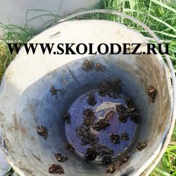 Чистка колодца